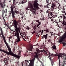 #Bedonia #Valtaro #flowers #flower #petal #petals #nature #beautiful #love #pretty #plants #blossom #sopretty #spring #summer #flowerstagram #flowersofinstagram #flowerstyles_gf #flowerslovers #flowerporn #botanical #floral #florals #insta_pick_blossom #flowermagic #instablooms #bloom #blooms #botanical #floweroftheday